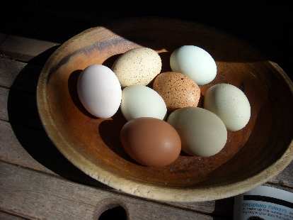 Colorful eggs produced by the chickens (which were mainly kept for the manure) at LaPorte Avenue Nursery.