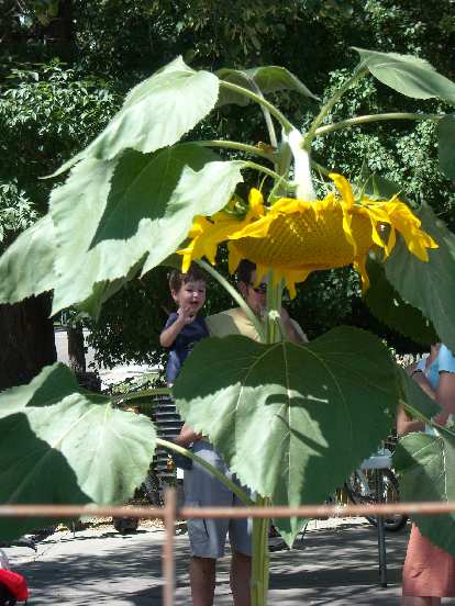A giant sunflower at the Mugs Coffee Lounge Gardens.