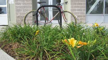 Flowers in front of a Colnago. Flowers in front of a Colnago.