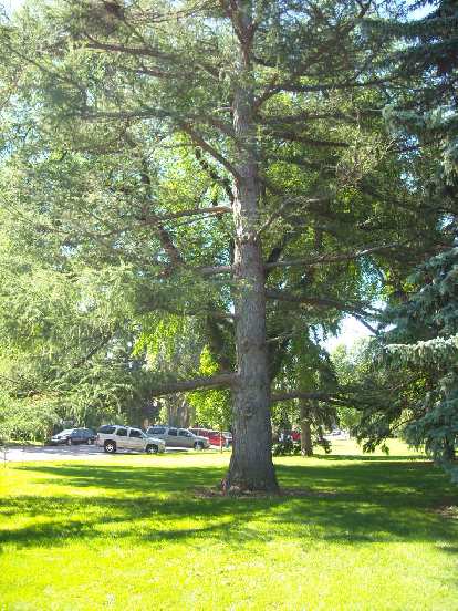 This is a European Larch in City Park, at the corner of Oak St. and Jackson Ave. in Fort Collins. This is a European Larch in City Park, at the corner of Oak St. and Jackson Ave. in Fort Collins.