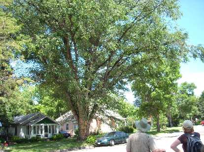 This is a red elm at 105 S. Whitcomb in Fort Collins.  It too is a #1 champ.
