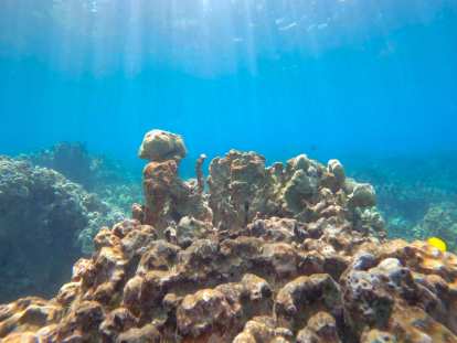 Reef tops.