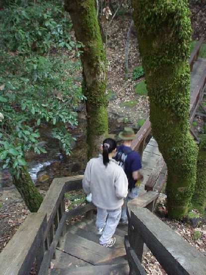 Did you know that the SF Bay Area has waterfalls?  Neither did we.  Here is Evelyn and Adrian walking down one of the several bridge walkways in the Uvas Canyon County Park.