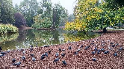 Birds and lack at Stadtpark in Vienna.