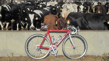 Cows and Cannondale.