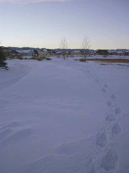 Going along the walking (well, now snowshoeing) trail in the neighborhood towards the Horsetooth Mountains.