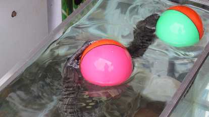 Not sure what kind of water creatures these were.
