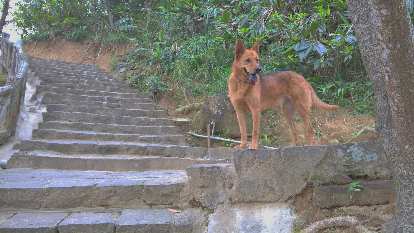 Dog by some steps in Yehliu Geopark. Photo: Dog by some steps in Yehliu Geopark.