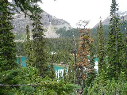 The view of Lake O'Hara through towering trees. The view of Lake O'Hara through towering trees.