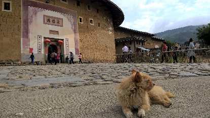 A dog outside a Hakka Tulou in Yongding.