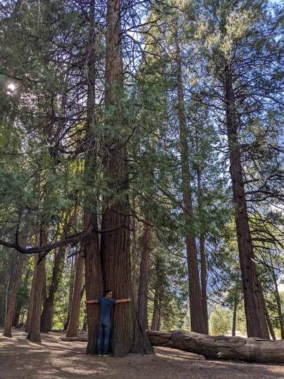 Felix trying to wrap his arms around some very tall trees.