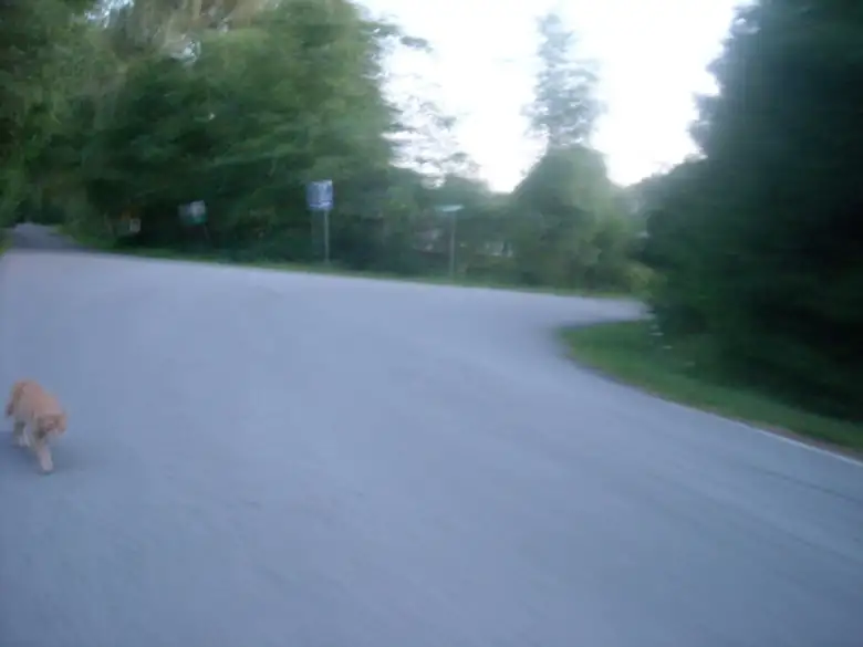 [Mile 412] A wandering cat on the roads of the quebecois countryside.