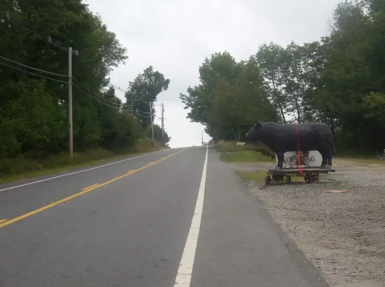 [Mile ~695] A black cow (not real) outside Village Green Antiques in Barre, Massachusetts.