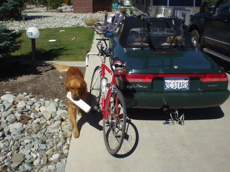 Kenzie (Mike and Angela's golden retriever) with Canny and Elaina.
