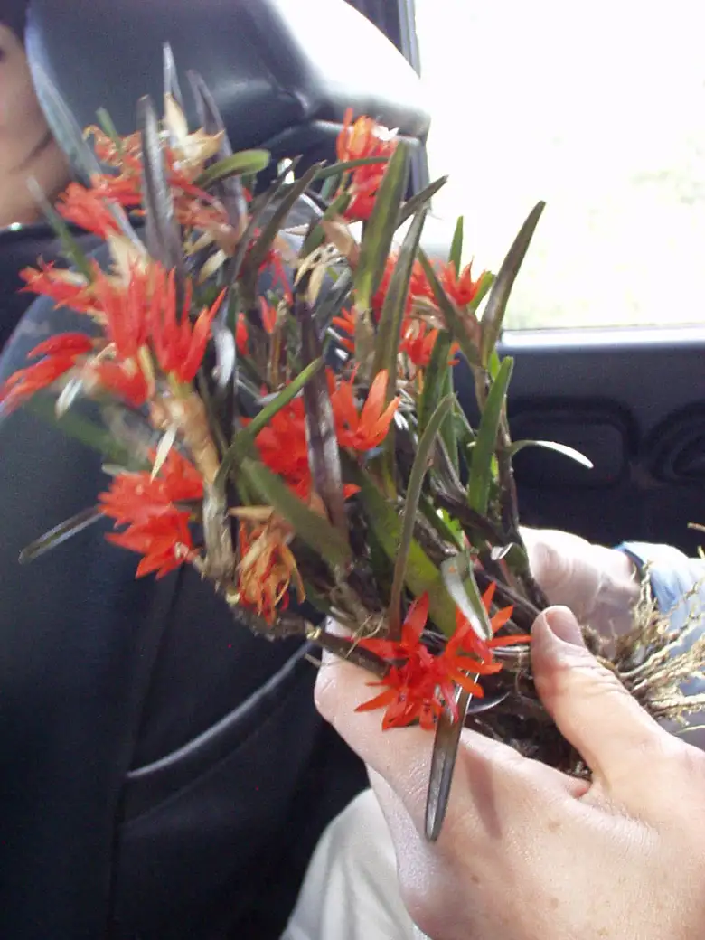 Using my rock climbing skills, I fetched these orchids off of a coffee tree for Carlos (our tour guide) and his wife. Using my rock climbing skills, I fetched these orchids off of a coffee tree for Carlos (our tour guide) and his wife.