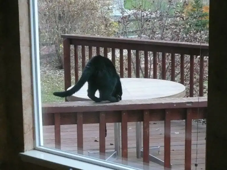 Thumbnail for Related: Another Furry Visitor (2007)