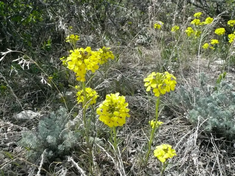 Yellow flowers... sorry, I do not know the name.