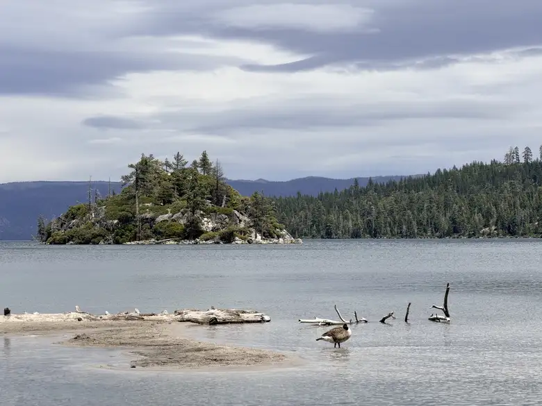 The goose retreated to the water.