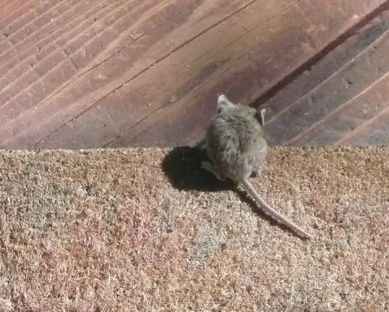 Mouse was quite confused after being bonked.