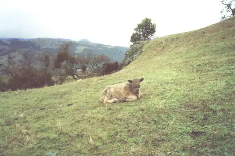 Is that a cow or a furry sheep? asks Sarah. Is that a cow or a furry sheep? asks Sarah.