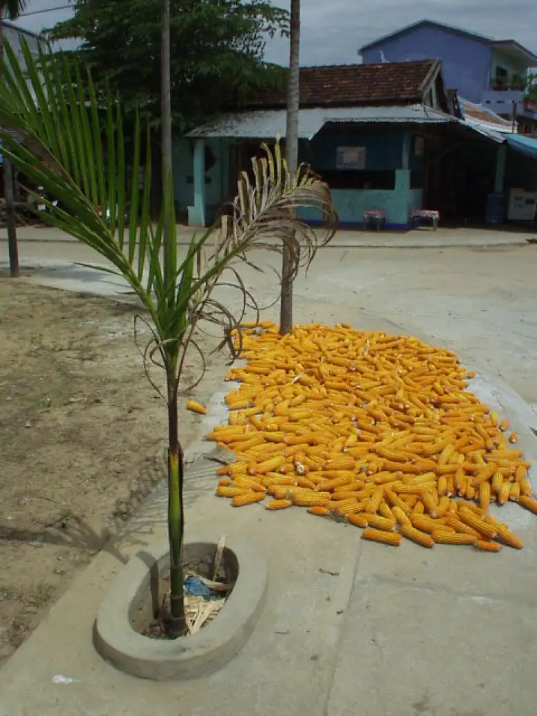 Corn in Kim Bong.