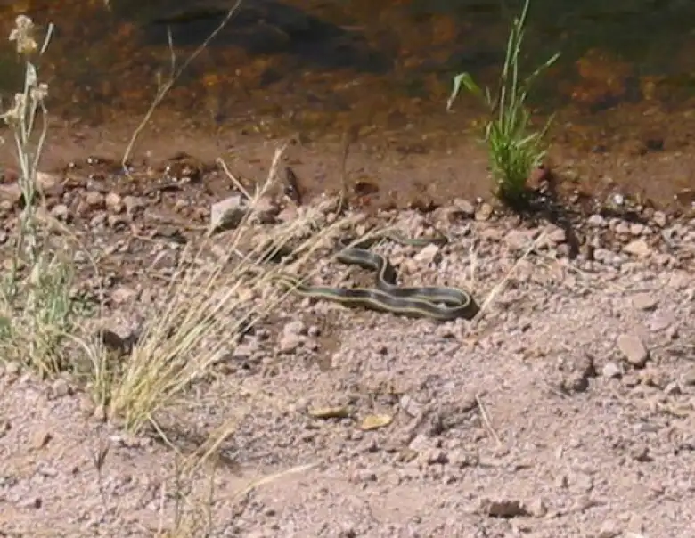 We saw a bit of interesting wildlife here, including... a SNAKE!