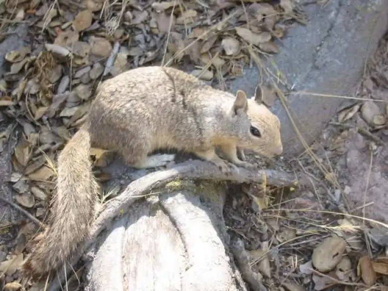 Here's one of the cute squirrels we weren't supposed to feed, lest face a $500 fine. 