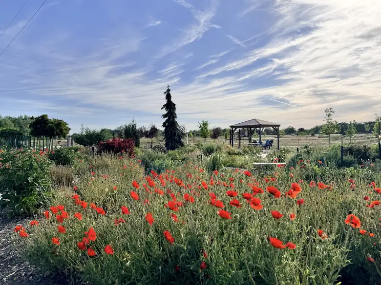 Vibrant flowers at the Treasure Island Demonstration Garden in Windsor.