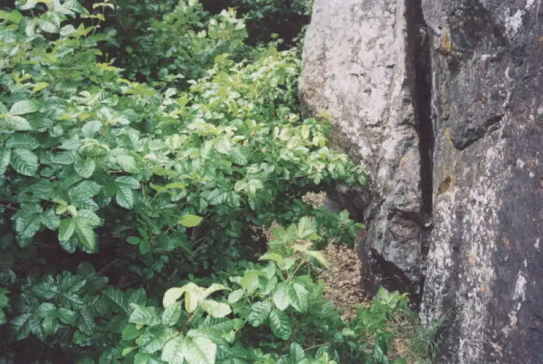 After a half-hour hike, we reach Cave Rocks only to encounter the largest (and scariest) Poison Oak bush I have ever seen.  And this is where we would climb, sometimes just mere inches from this!