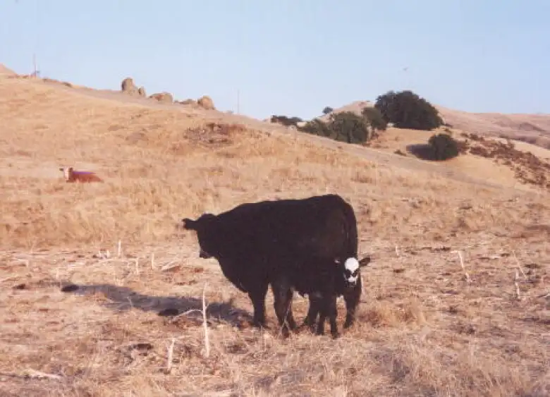[Mission Peak, Sep 2001] Mother and baby cow, how cute.