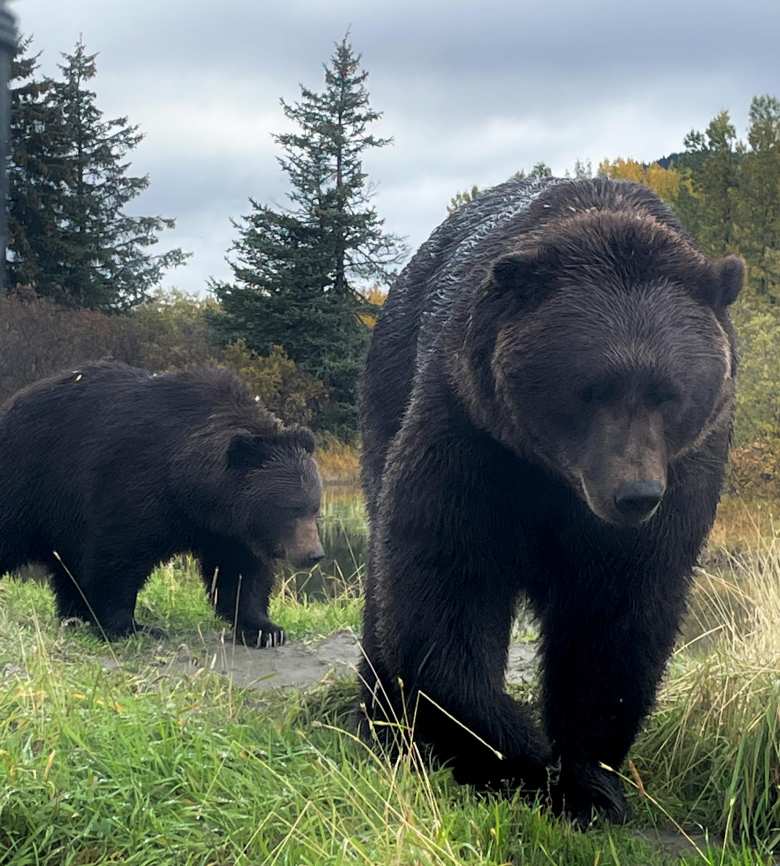 Thumbnail for Alaska Wildlife Conservation Center