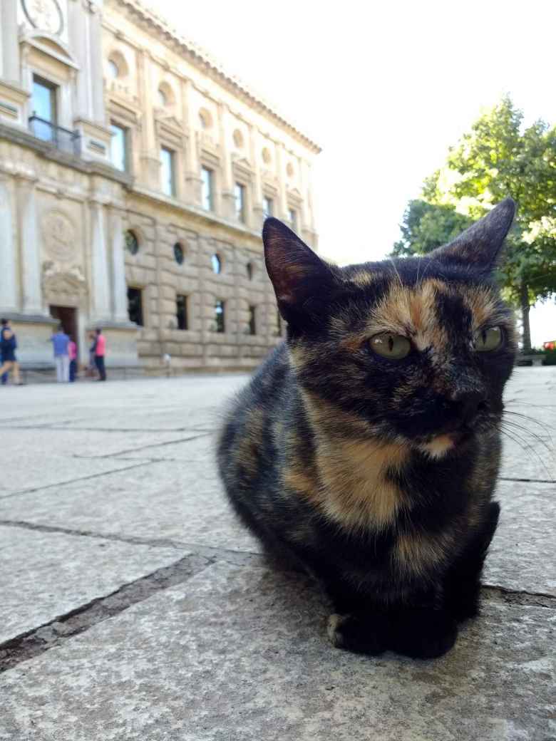 Cat at La Alhambra in Granada, Spain.