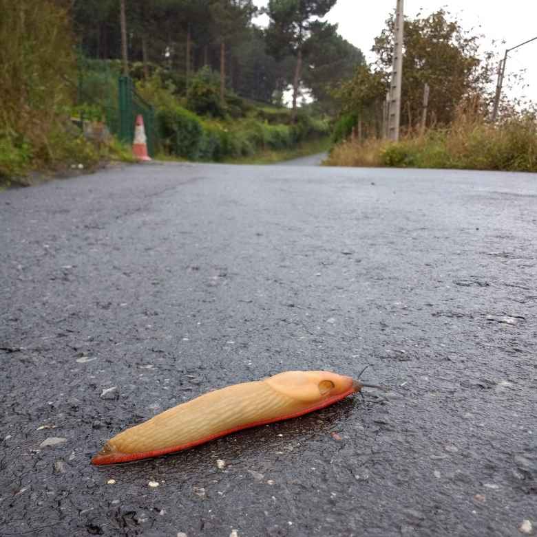 A banana slug on the Camino de Santiago east of Bilbao, Spain.