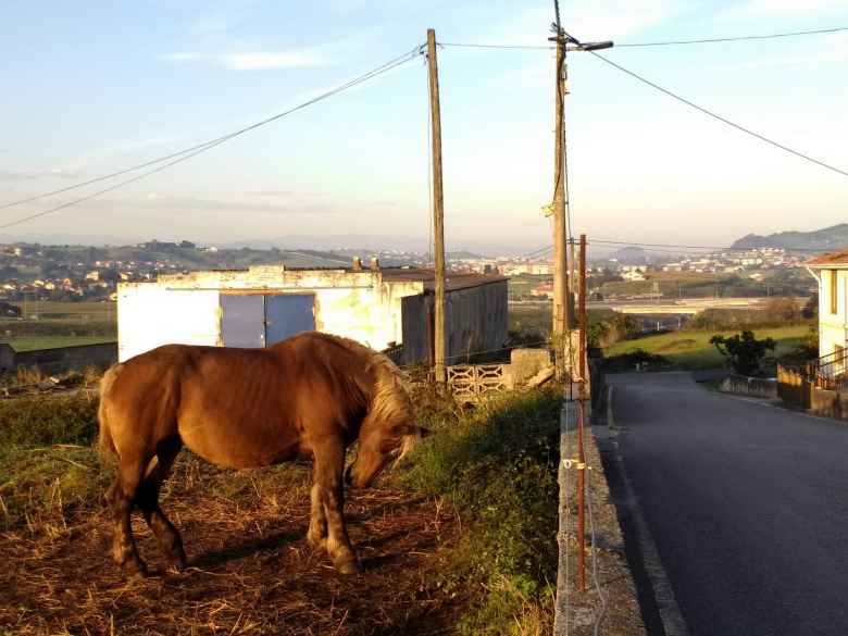 A horse bucking its head by the Camino de Santiago west of Santander, Spain.