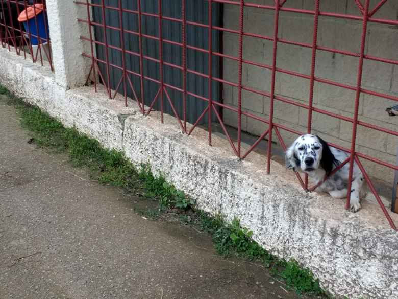 A dog poking its head through red bars in Colunga, Spain.