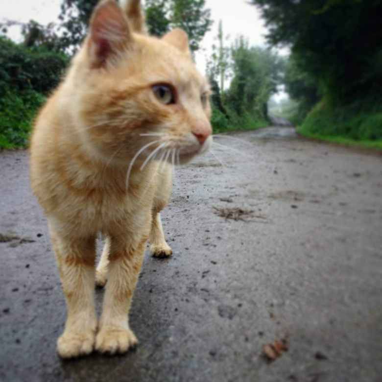 This cat on the Camino de Santiago in El Pedregal, Spain was one of the friendliest and most talkative cats I have ever met.