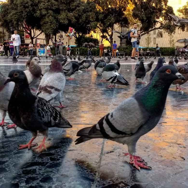 Pigeons at Plaça Catalunya in Barcelona, Spain.