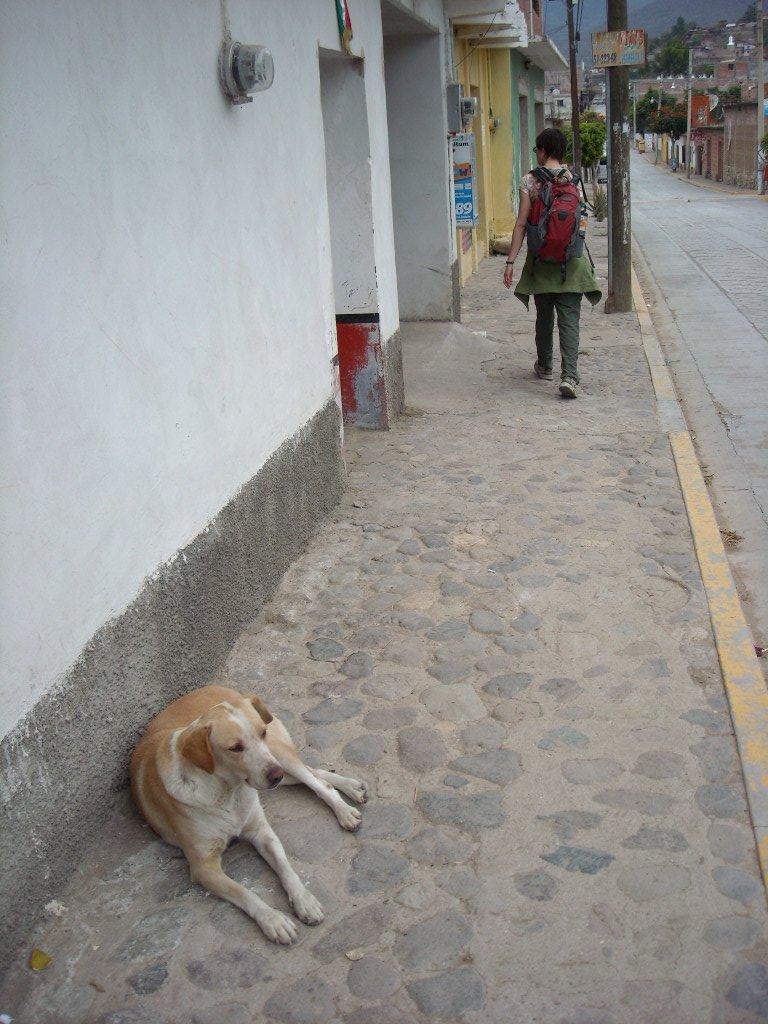 This lazy but content dog hardly lifted an eyebrow as Sarah walked by in Teotitlan del Valle 