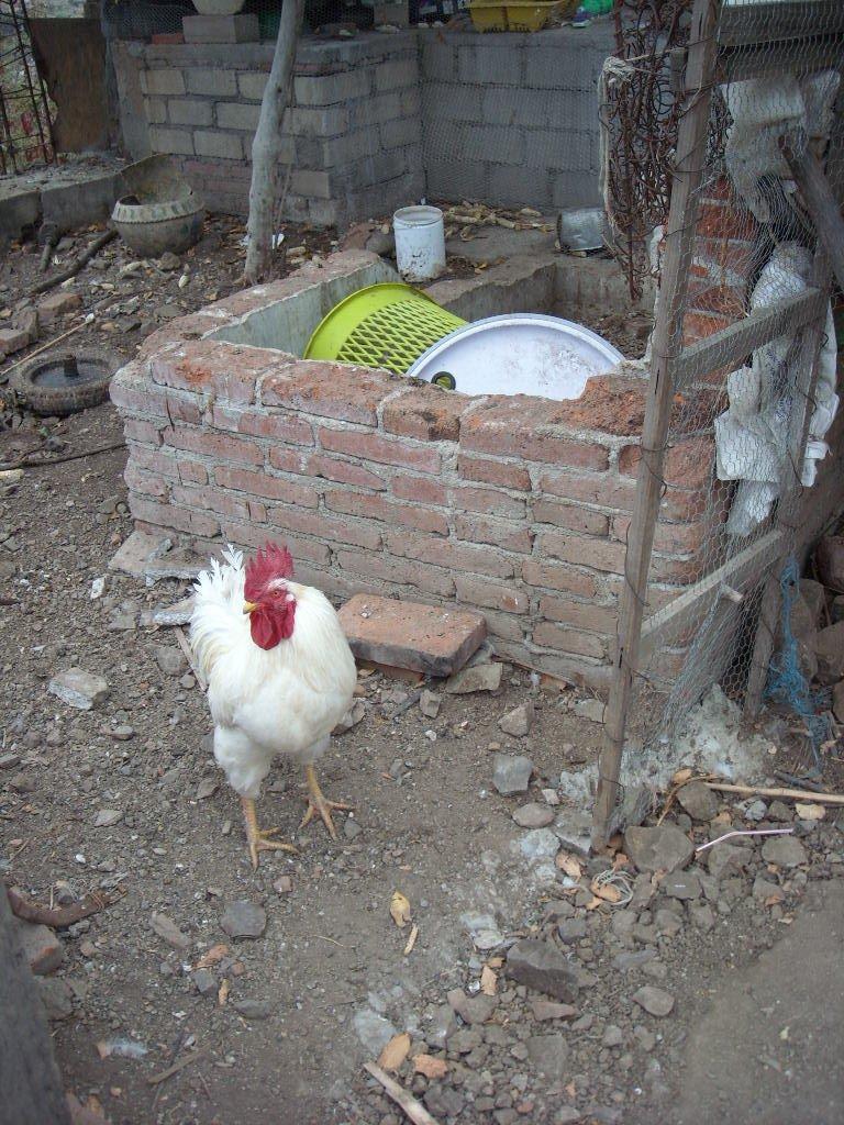 White rooster in Teotitlan del Valle.