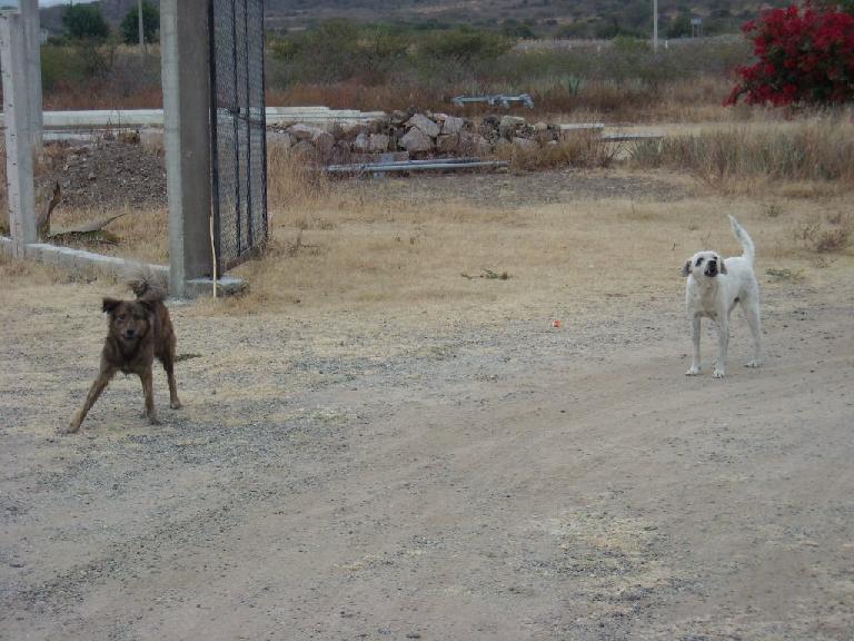 Dogs in Teotitlan del Valle. Sarah and friends were teasing me for stopping to take their picture instead of running away while they barked.