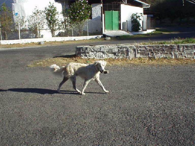 Dog carrying something resembling a pipe in his mouth. (March 9, 2007) Dog carrying something resembling a pipe in his mouth. (March 9, 2007)