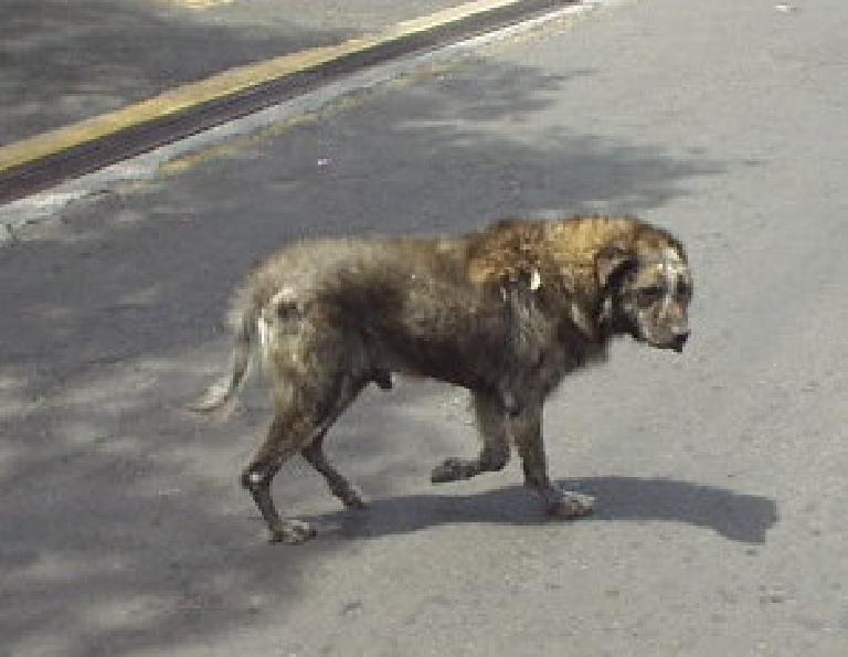 "Um, that dog doesn't look too healthy," observed Tori.  Nevertheless, we saw him wandering around Boquete almost every day!