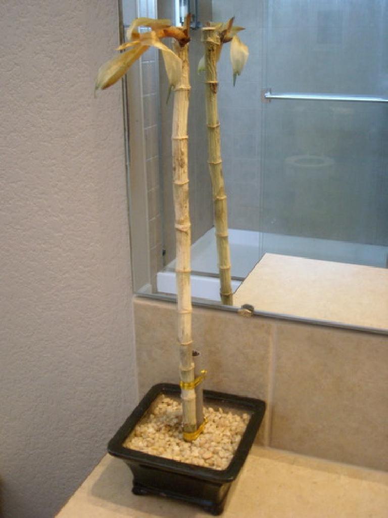 The bamboo plant four months after getting it, now looking quite sad.
