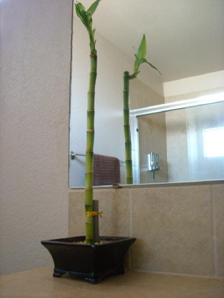 The bamboo plant from the Denver Home & Garden Show, looking quite spiffy.