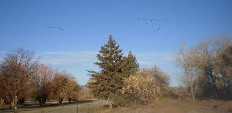 The next day we went for a run around my 'hood.  Here's a flock of birds flying over the golf course at the Fort Collins Country Club.