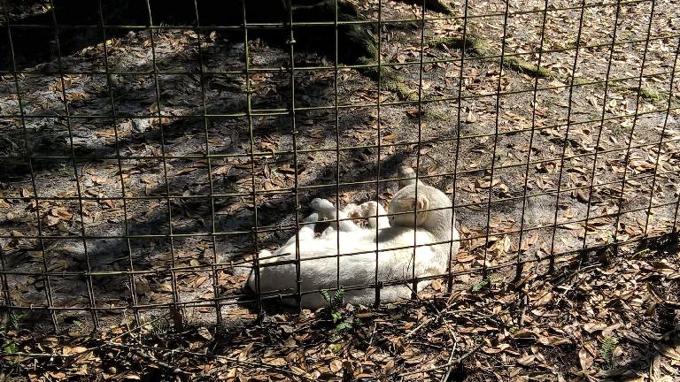 Tonga, a white serval.