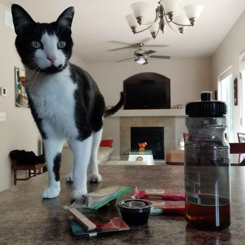 The free items I got on Bike to Work Day that did not immediately make its way into my belly. (Furry kitty not included.)