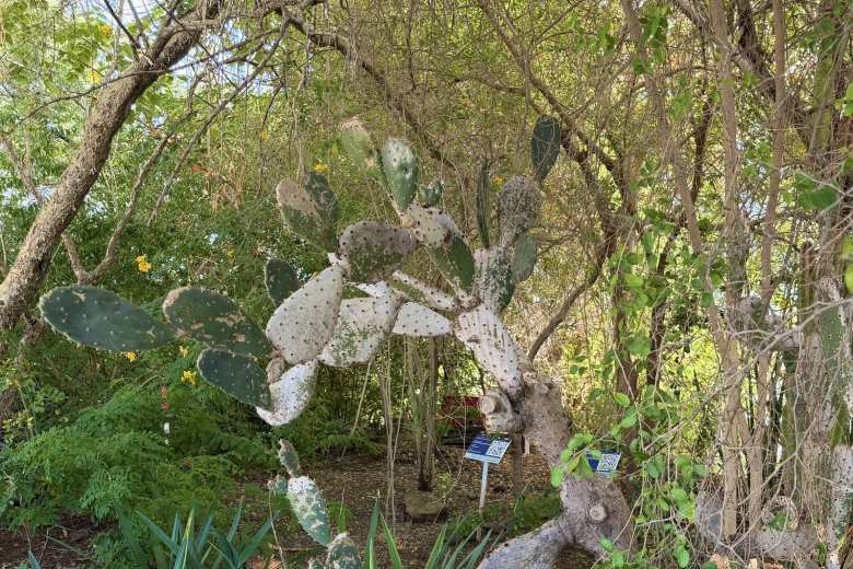 The Thornshrub served as a dense, tangled transition zone, bridging the arid desert with the lush humidity of the tropics.