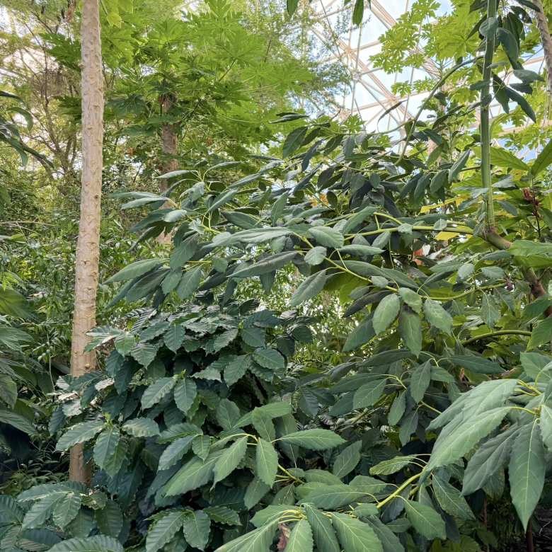 The Lower Savanna flourished as a productive orchard, heavy with the weight of avocados, mangoes, and a variety of tropical fruits.