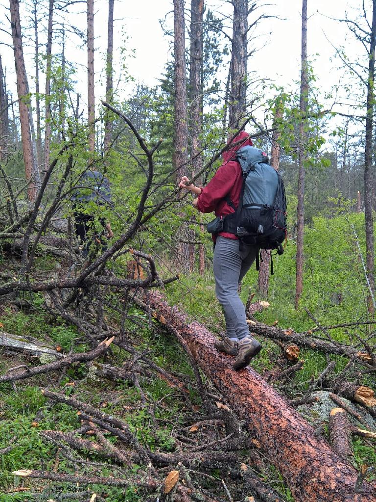 Saar walking over yet more logs on the Centennial Trail in the Black Elk Wilderness National Forest.